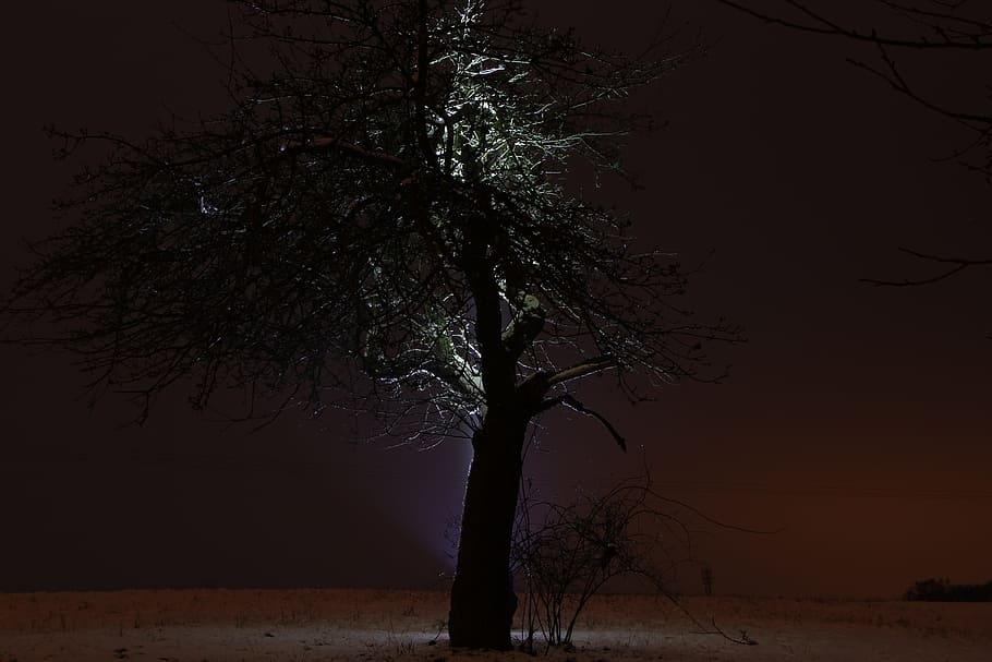 ⦿ Selo Senkaido Landscape-tree-winter-night