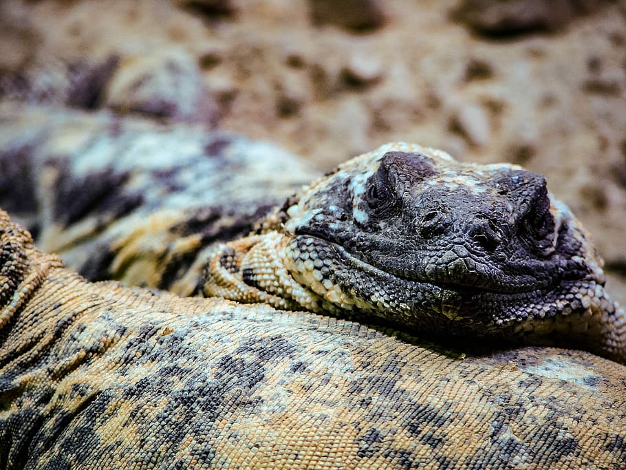 Lizard, Scales, Eye, Nature, Reptile, animal, forest, zoo, wildlife HD wallpaper