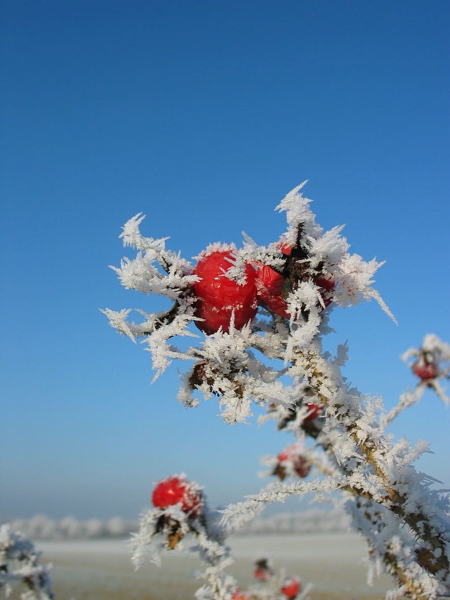 Rose Hip, Frost, Winter, Cold, Frozen, blue sky, icy, on frozen HD wallpaper