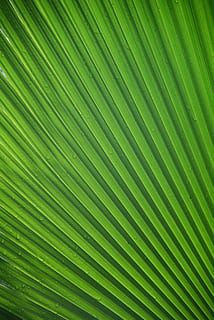 james, leaf, tropical, palm leaf, frond, green, close, exotic HD wallpaper