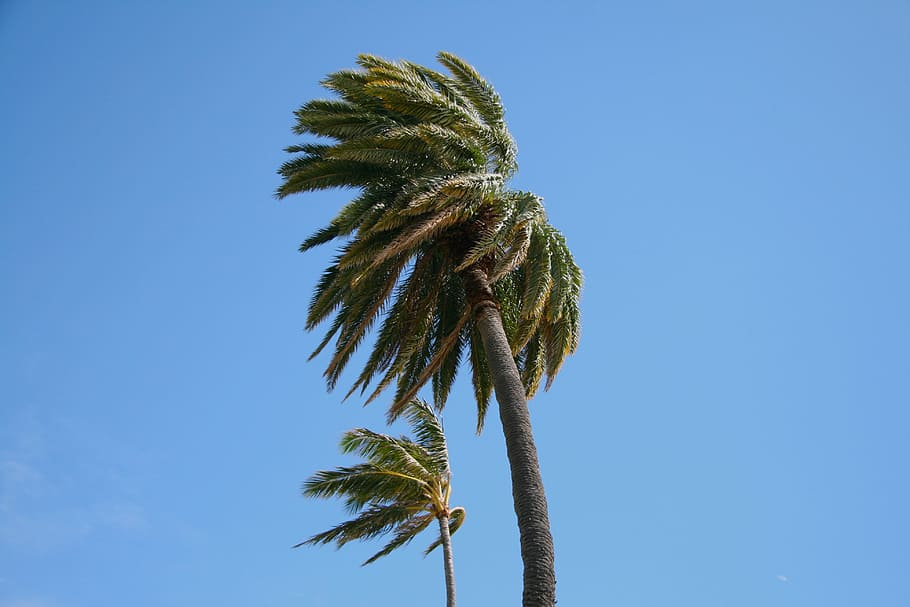 Hawaii, Palm, Wind, Tree, Nature, Green, tropical, travel, island HD wallpaper