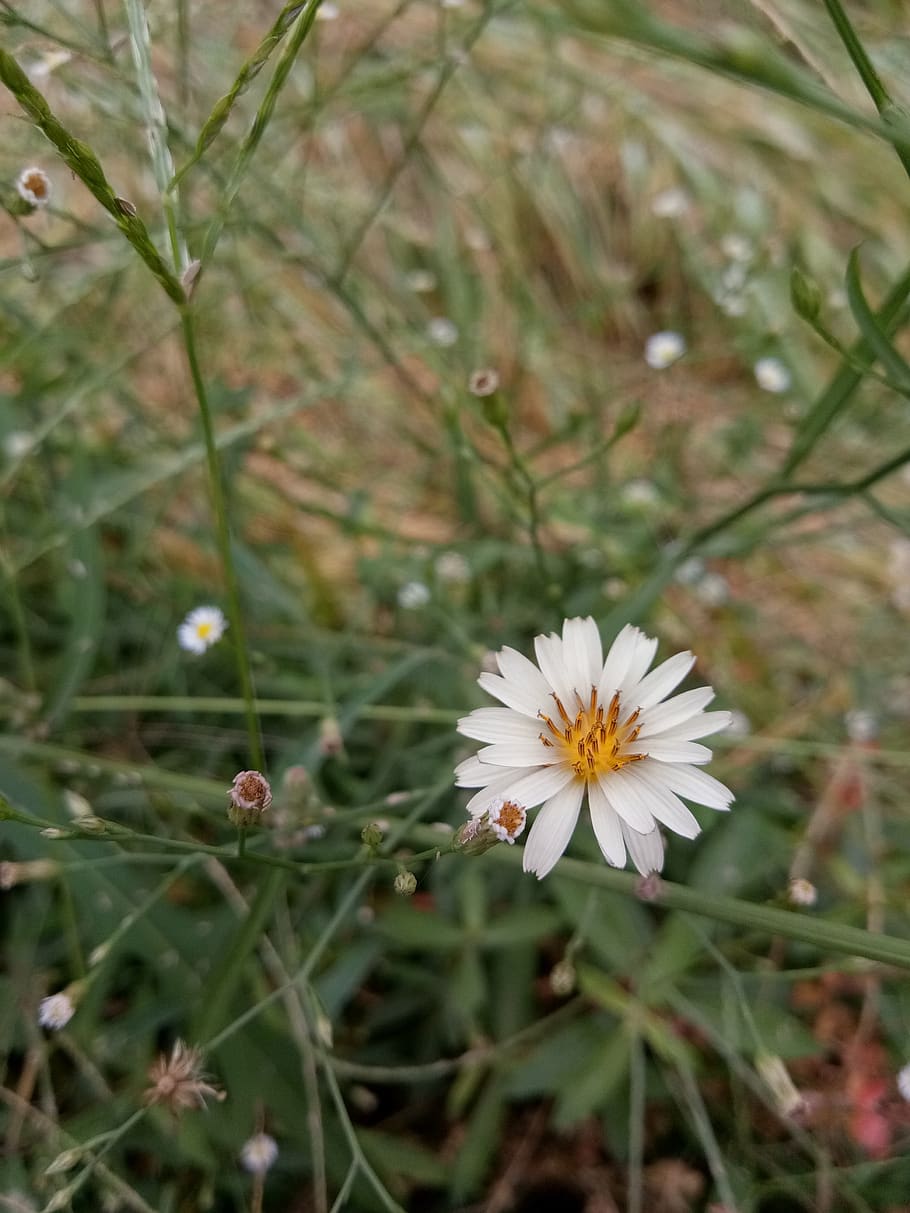 flower, white, autumn, plant, flowering plant, freshness, fragility HD wallpaper