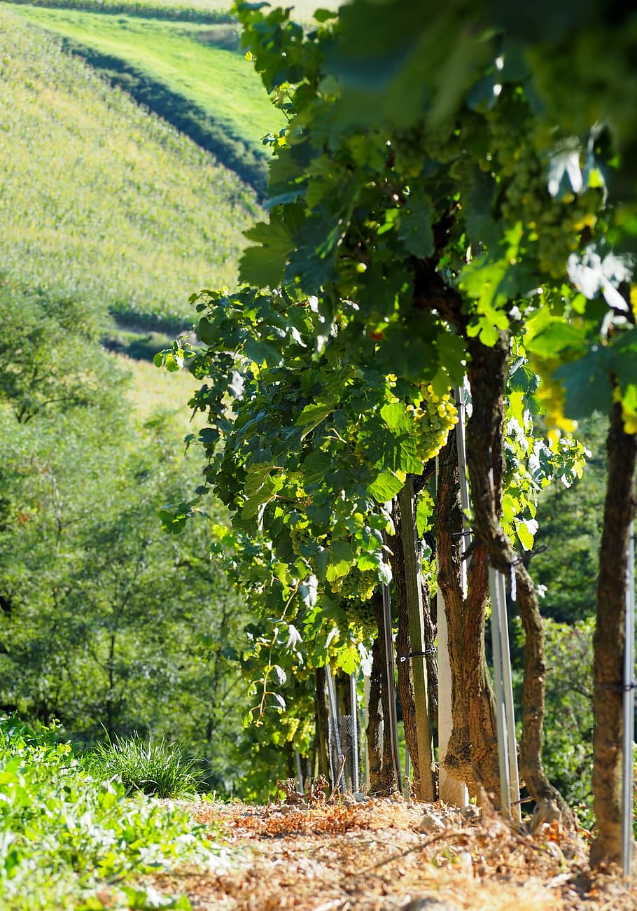 vineyard, vines, line, wine, grapevine, rebstock, green, autumn HD wallpaper