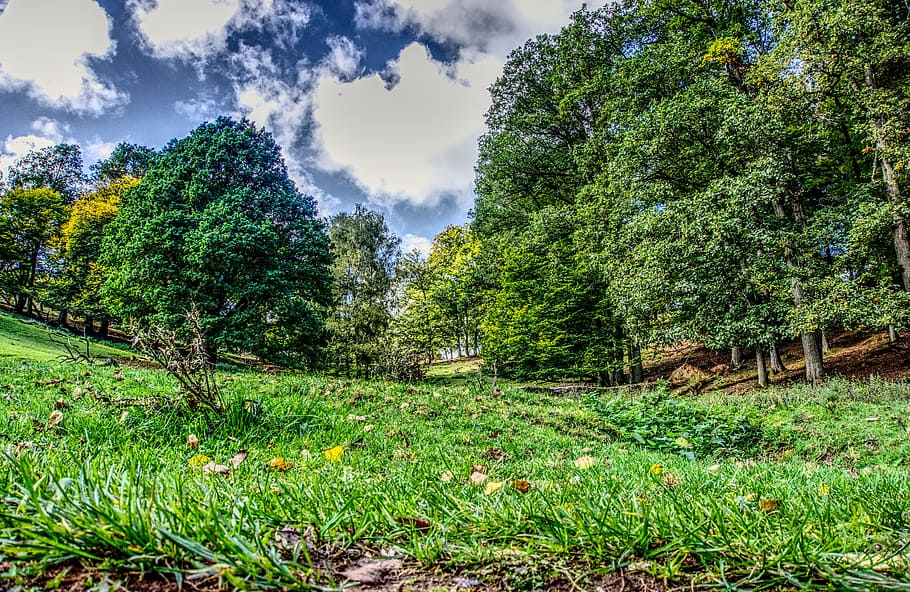 forest, trees, mountains, slope, green, hill, leaves, grass HD wallpaper