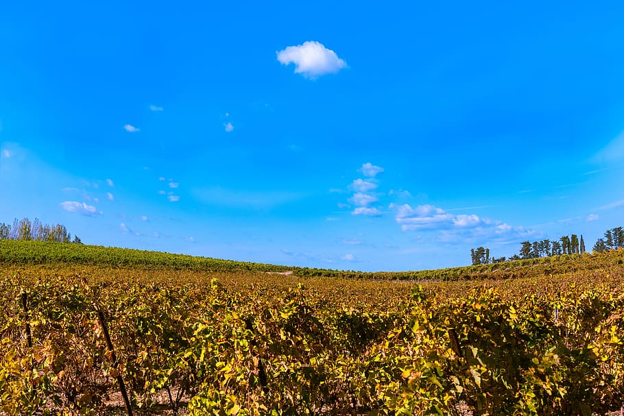 vines, fall, vineyard, color, beaucaire, red, costières de nîmes HD wallpaper
