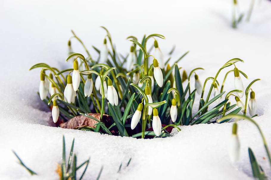 spring, flower, bloom, plant, green color, nature, no people HD wallpaper
