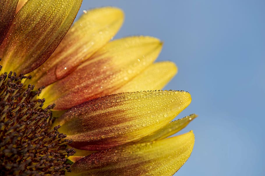 closeup photo of common sunflower during daytime, yellow, flowers, HD wallpaper