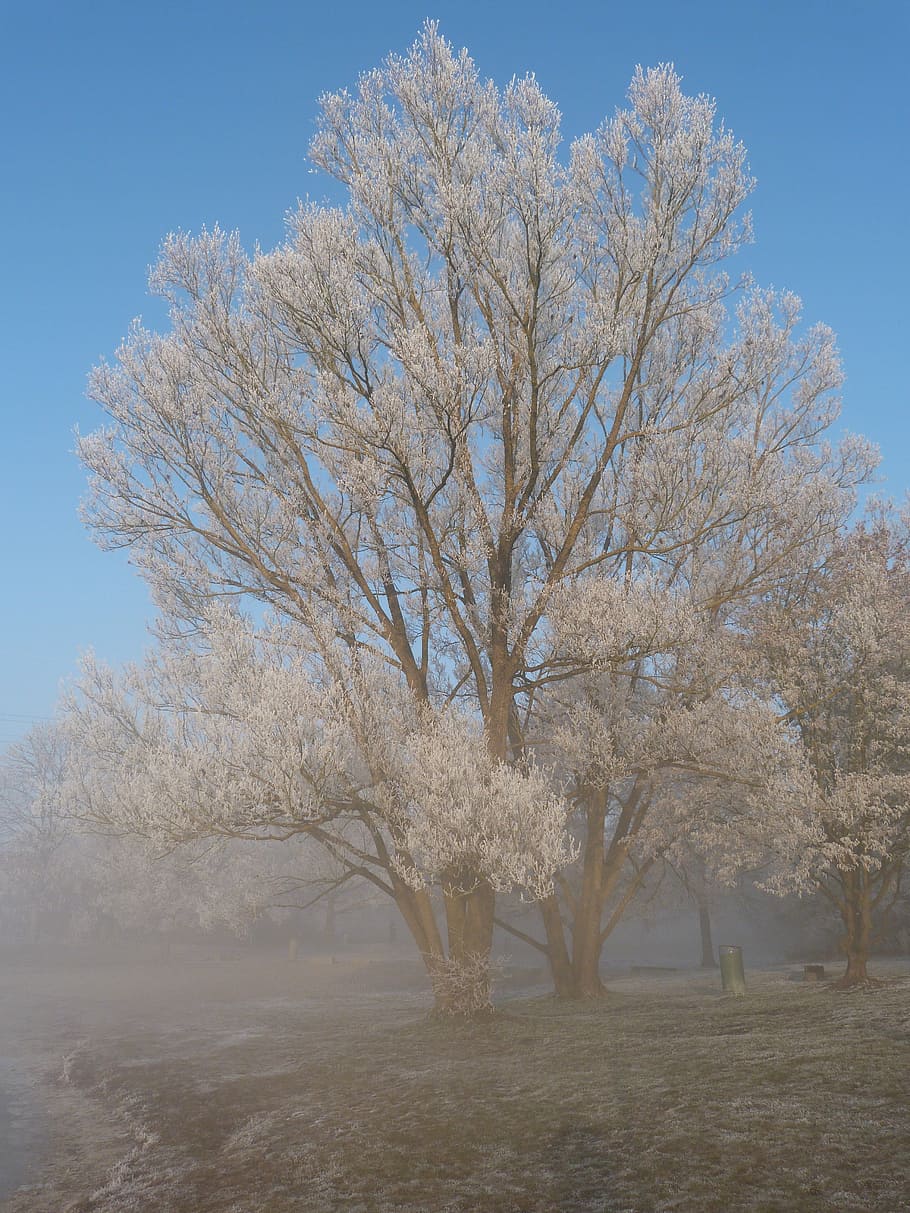 Frost, Wintry, Winter Magic, frozen, nature, hoarfrost, tree HD wallpaper