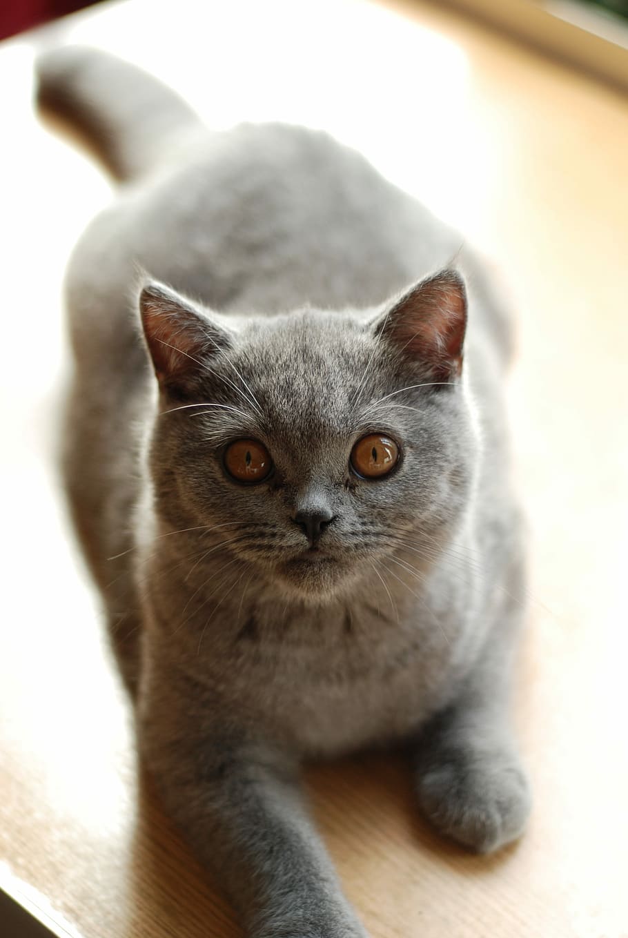 British Shorthair Cat, Pet, Feline, amber eyes, grey fur, young cat, HD wallpaper