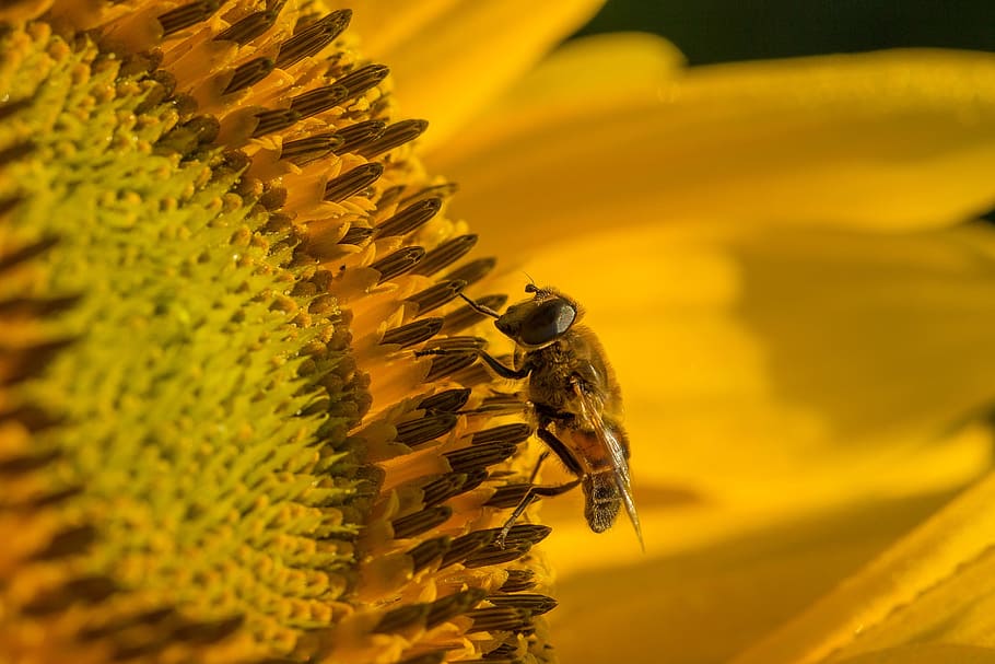 Sun Flower, Hoverfly, Blossom, Bloom, pollen, pollination, close HD wallpaper