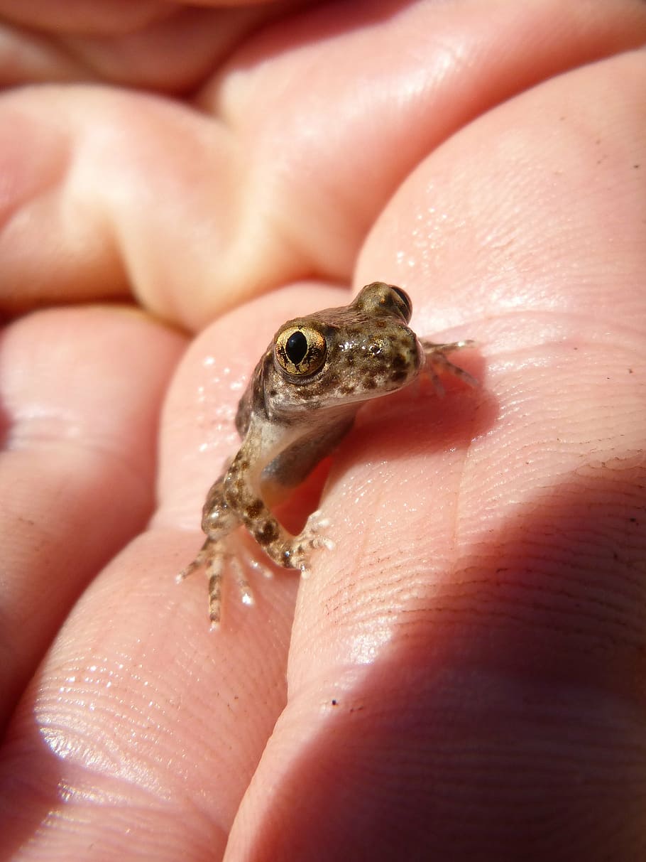 frog, lower case, hand, priorat, montsant, animal, amphibian HD wallpaper