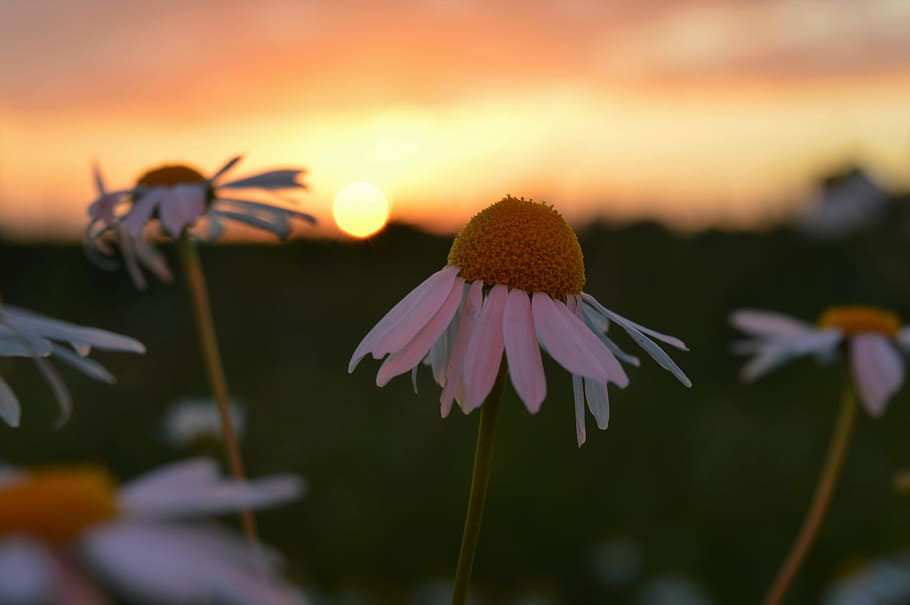 closeup photography of yellow and white blooming flower, closeup photography of white petaled flowers HD wallpaper
