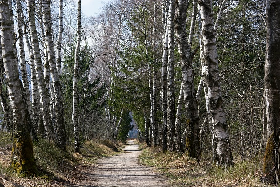spring, away, trail, trees, birch, avenue, walk, recovery, nature HD wallpaper