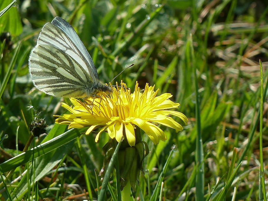 butterfly, dandelion, collect nectar, spring, nature, insect HD wallpaper