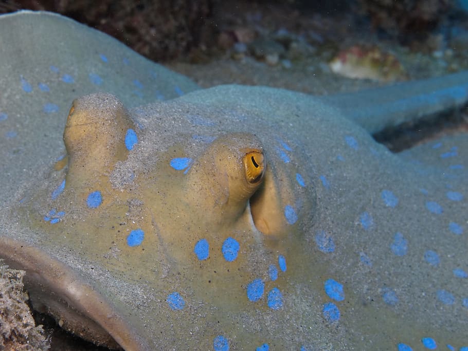 rays, blue spotted stingrays, fish, egypt, underwater, red sea HD wallpaper