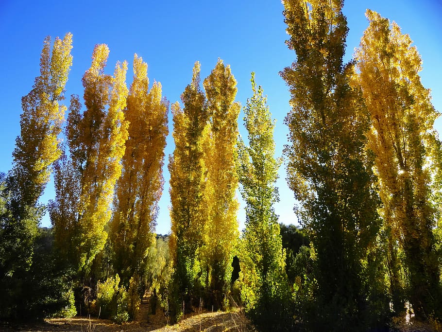 autumn, trees, nature, fall, season, foliage, forest, yellow HD wallpaper
