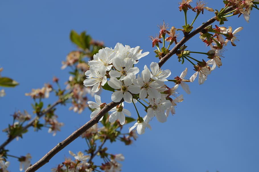 spring, bloom, nature, tree, branch, fruit, sakura, plant, flowering plant HD wallpaper