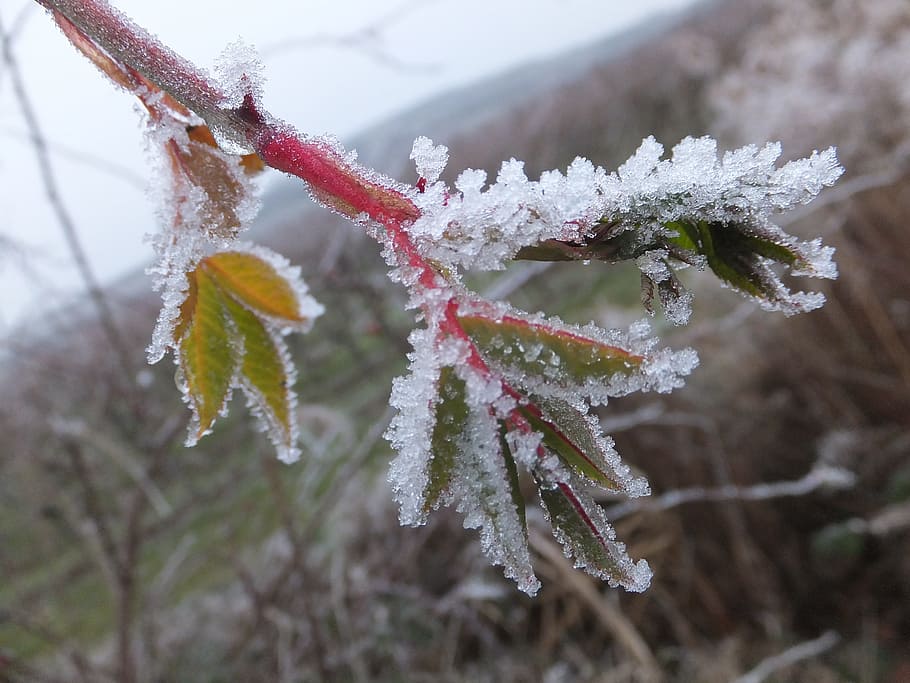 winter, ice, leaf, frost, cold, cold temperature, snow, frozen HD wallpaper
