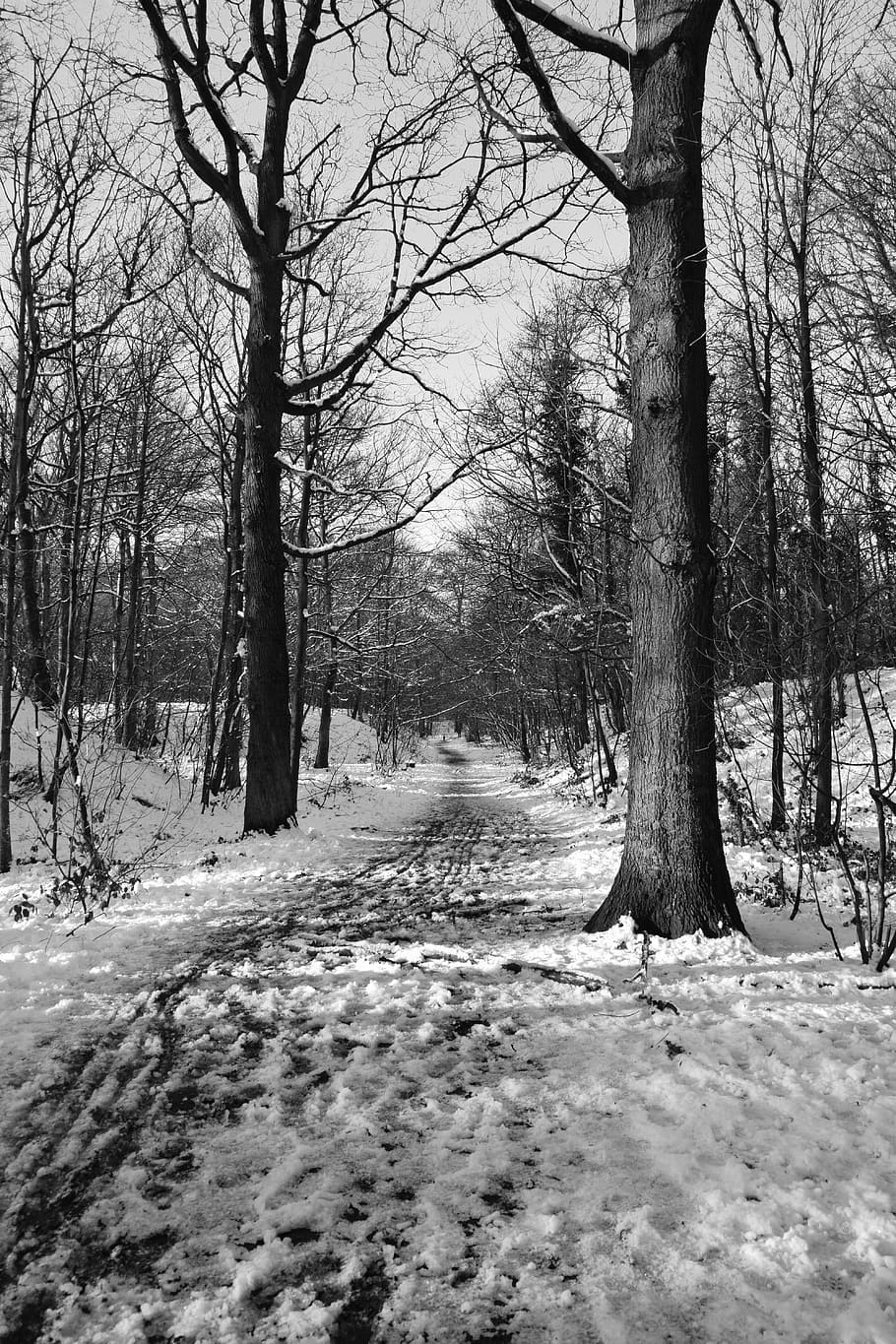 Winter, Wood, december, black And White, tree, nature, forest HD wallpaper