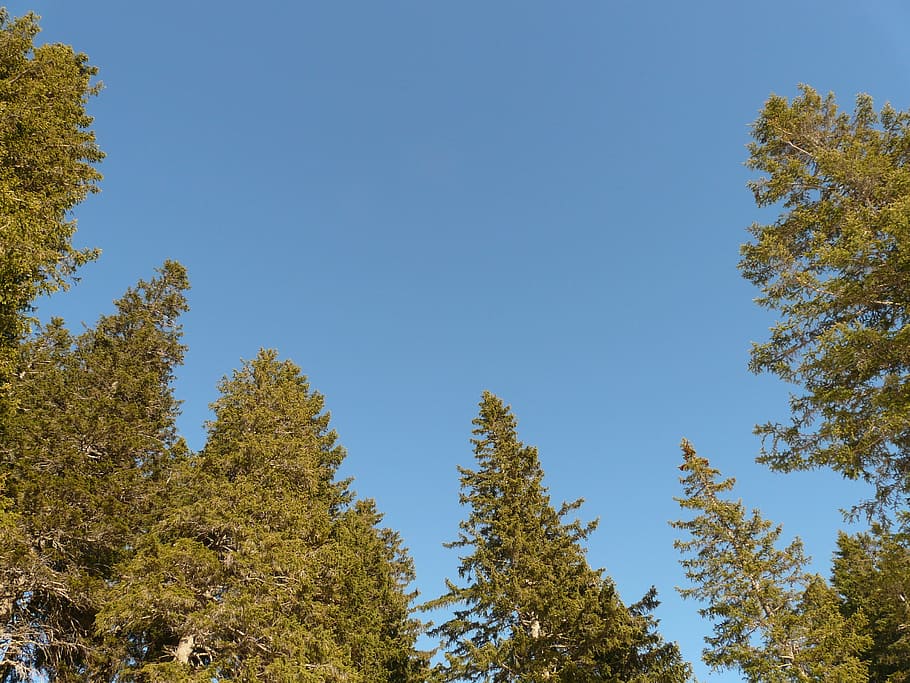 fir forest, tree, trees, landscape, sky, wide angle, panoramic view HD wallpaper