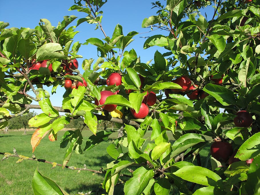 apple, september, blue sky, apple tree, red, orchard, food and drink HD wallpaper