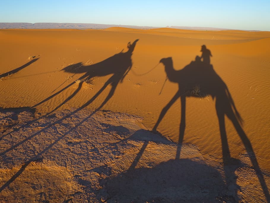 camel shadow at desert during daytime, sand, shadow camel, morocco HD wallpaper