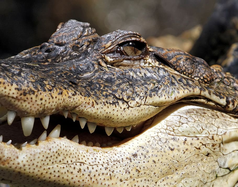 alligator, crocodile, jaw, marsh, reptile, teeth, danger, one animal HD wallpaper