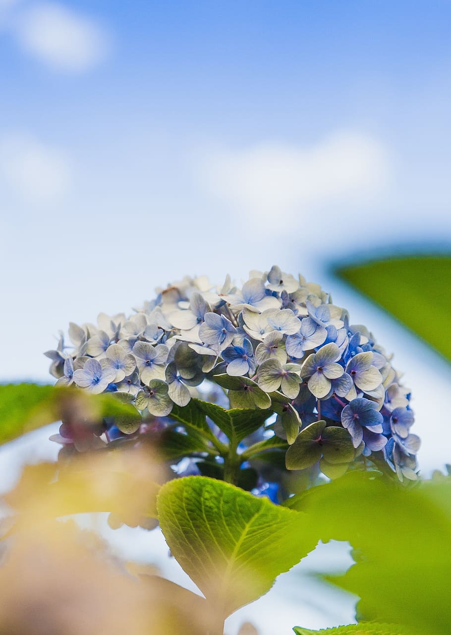 flower, blue, petal, bloom, garden, plant, nature, autumn, fall HD wallpaper