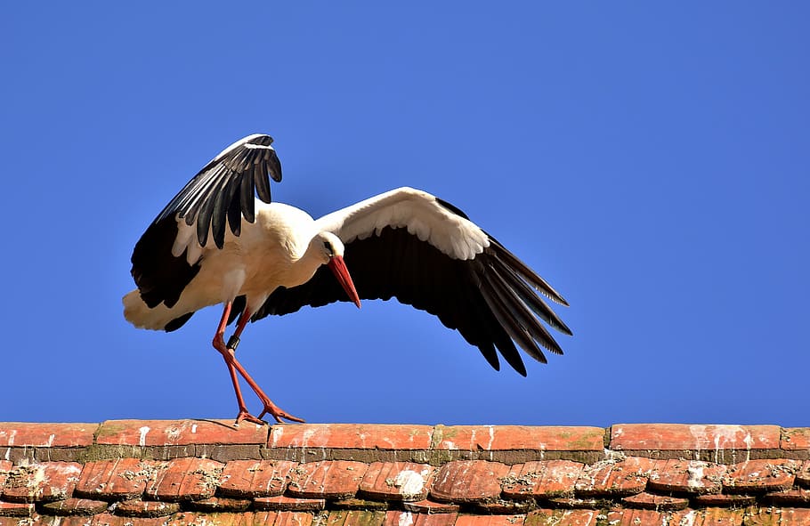 black and white bird photo during daytime, stork, fly, plumage HD wallpaper