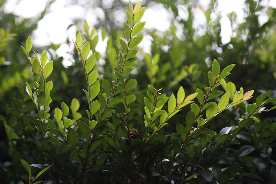 green leaf, nature, plants, growth, plant part, green color HD wallpaper