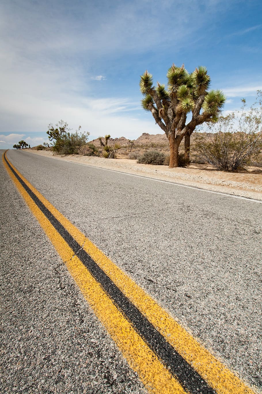 concrete road, usa, joshua tree, cactus, highway, central reservation, HD wallpaper