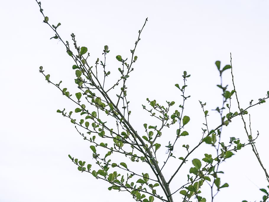 tree, leaf, white background, nature, plants, aesthetic, branches HD wallpaper