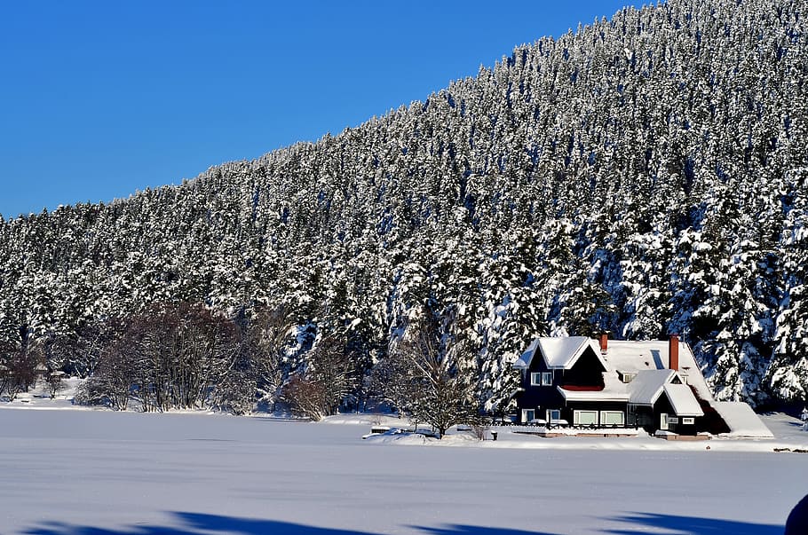 winter, snow, snow landscape, tree, abant, turkey, cold temperature, HD wallpaper