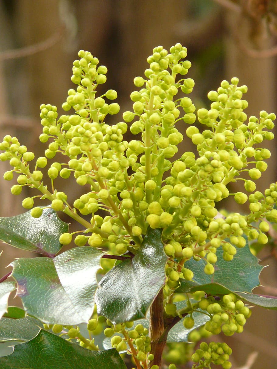 ordinary mahogany, stechdornblättrige mahonie, mahonia aquifolium