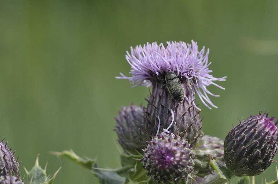 flower, insect, macro, nature, garden, flowering plant, freshness HD wallpaper