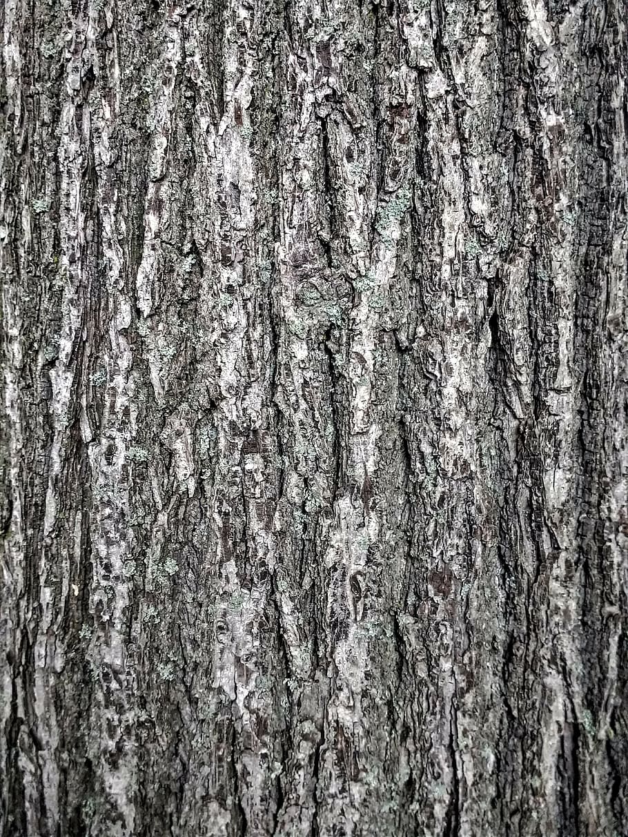 bark, tribe, tree, pattern, structure, texture, background HD wallpaper