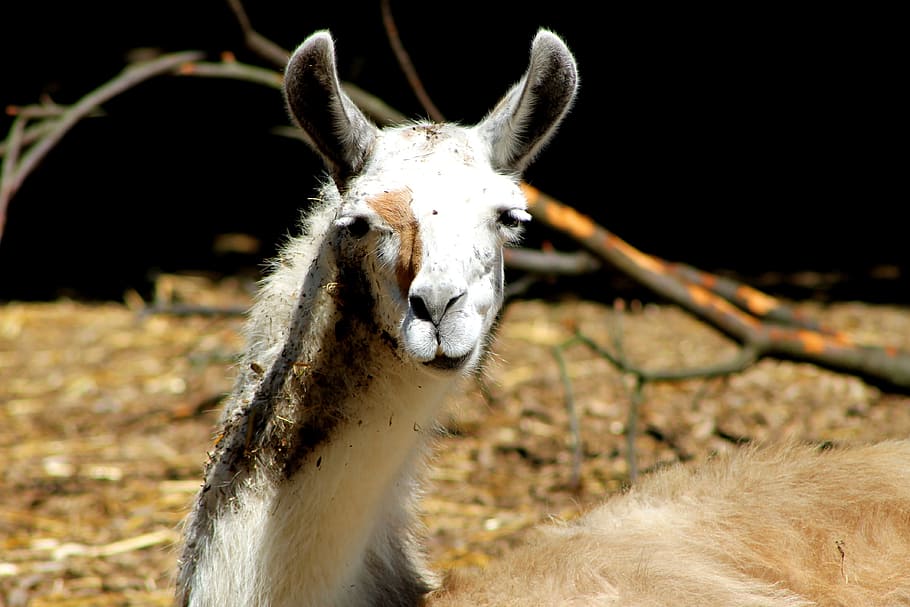 Alpaca, Llama, Face, lama head, ears, fur, attention, furry HD wallpaper