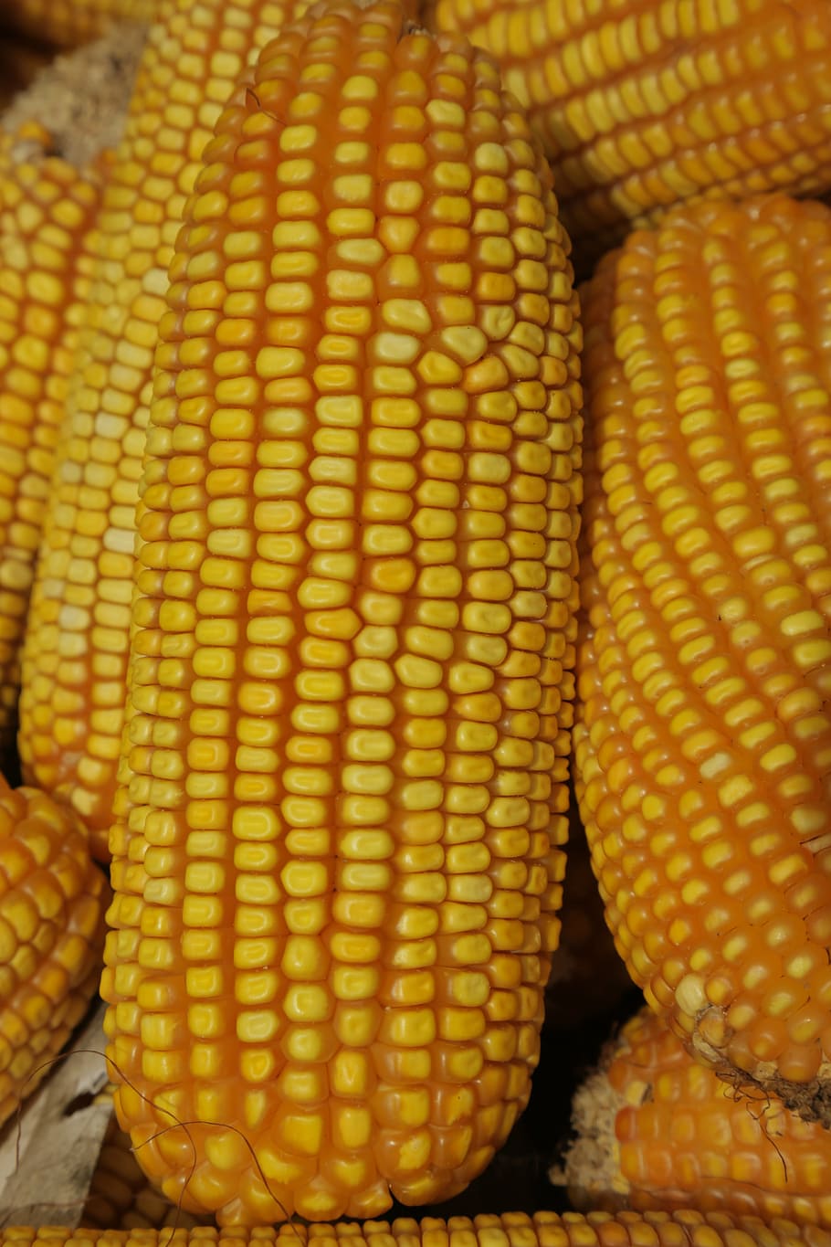 cob, corn, agriculture, food and drink, yellow, wellbeing, vegetable HD wallpaper