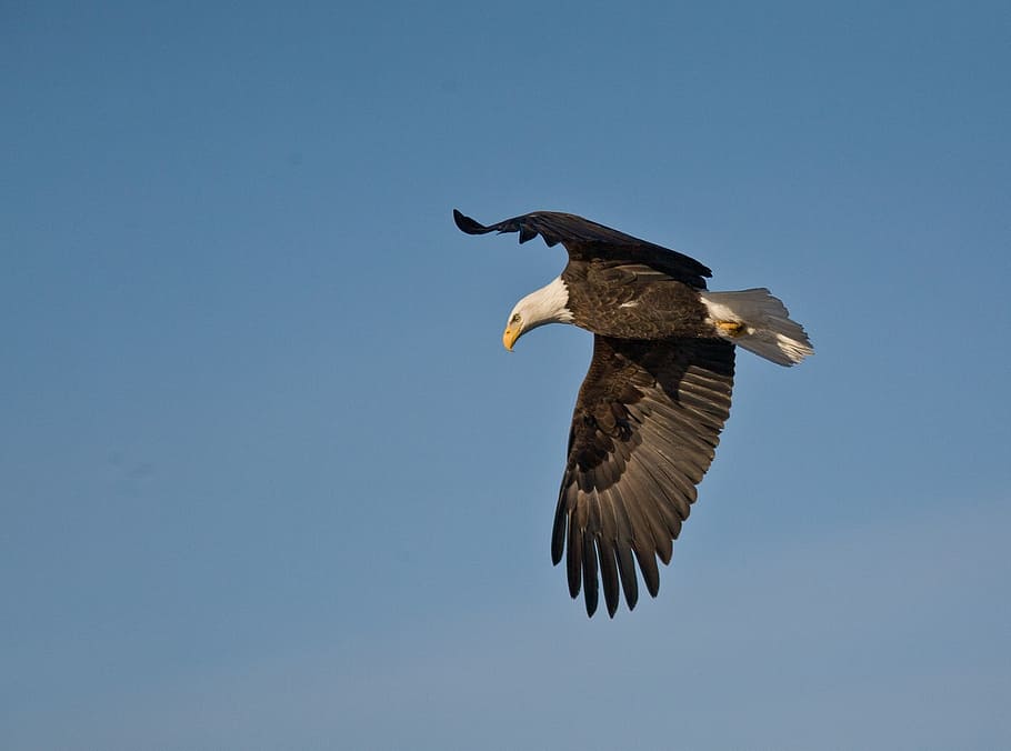 bald eagle, flying, soaring, bird, raptor, flight, wild, wildlife HD wallpaper
