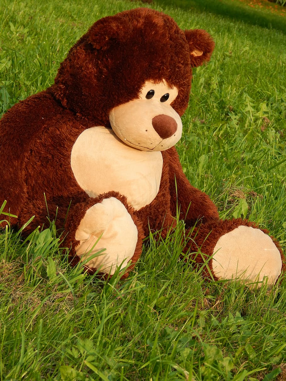 bear, park, puppy, stromovka, grass, toy, stuffed toy, teddy bear HD wallpaper