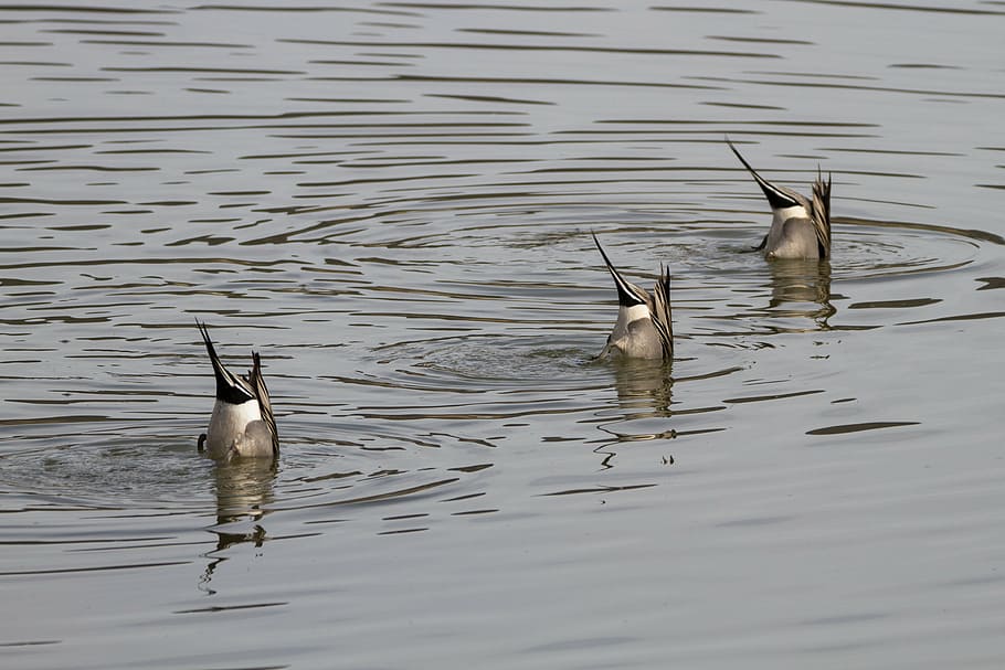 three black ducks in body of water, diving, bird, animals in the wild HD wallpaper