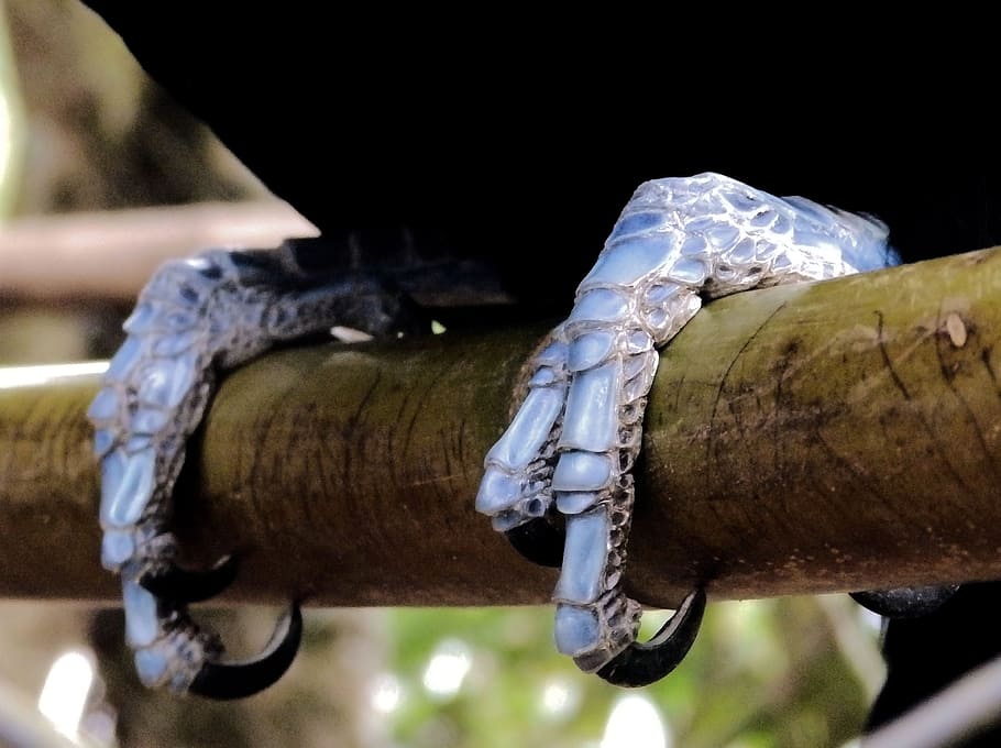 toucan, claws, bird, close-up, focus on foreground, day, wood - material HD wallpaper