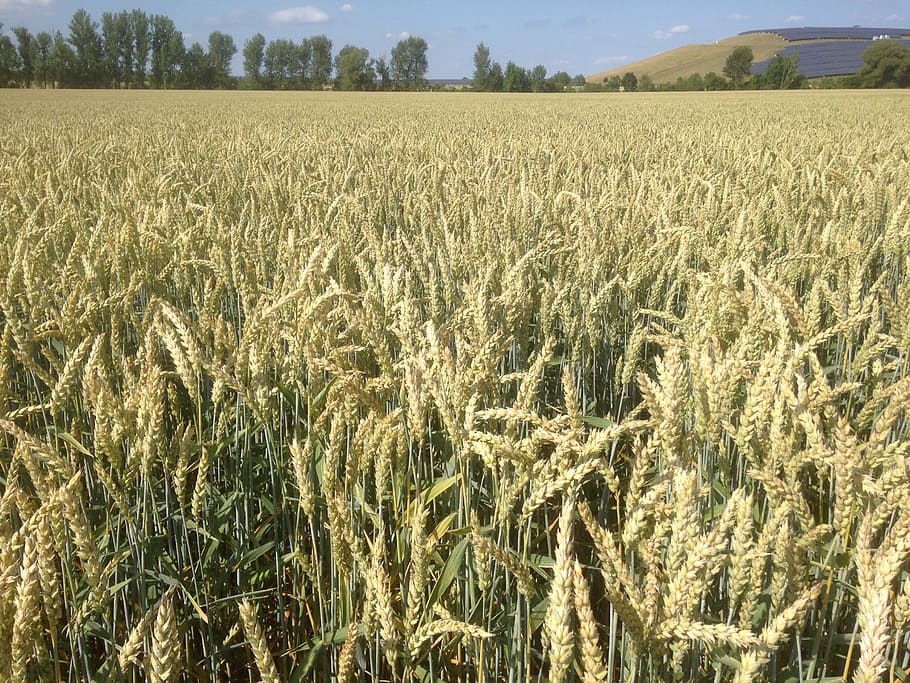field, wheat, cereals, grain, ripe, spike, summer, cornfield HD wallpaper