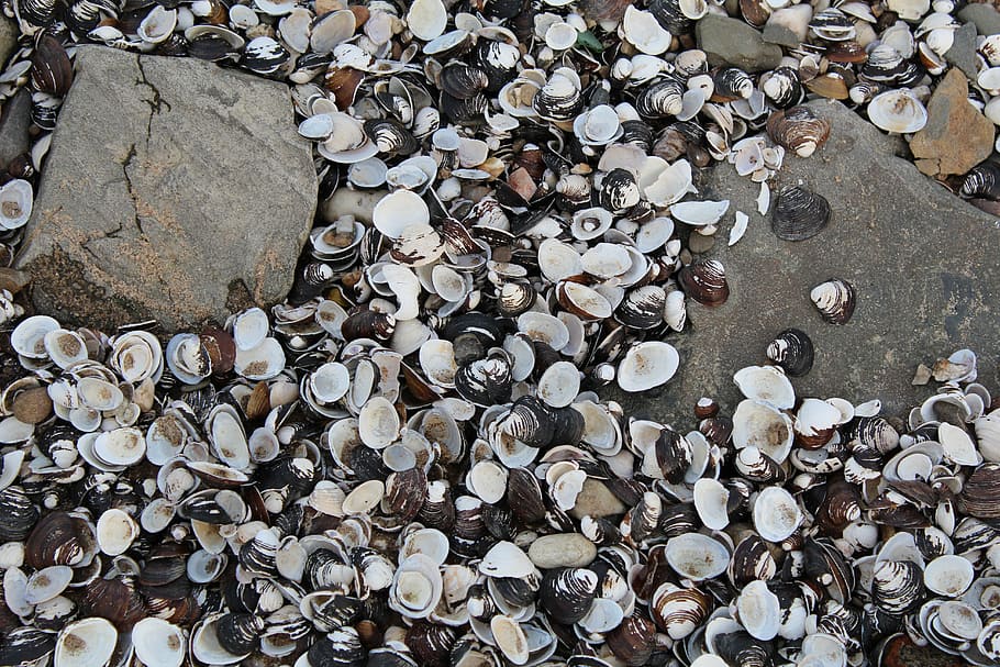 mussels, stone, beach, shells, ground, large group of objects HD wallpaper