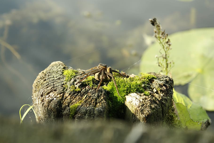 Spider, Insect, Summer, Lake, Trunk, green, scary, monster HD wallpaper