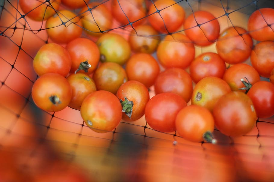 selective focus photography of red fruits, shallow focus photography of orange tomatoes HD wallpaper