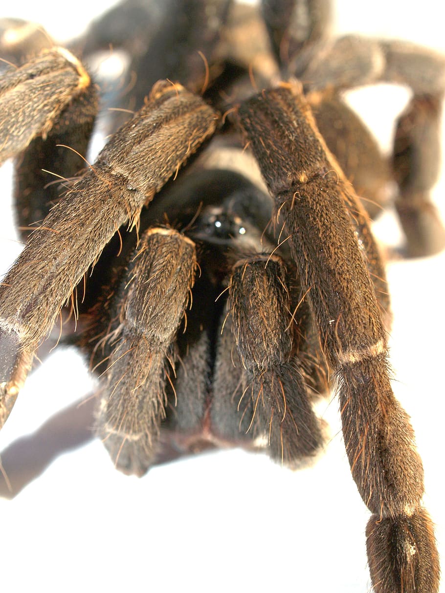 spider, tarantula, arthropod, photography, hairy, mexican redknee tarantula