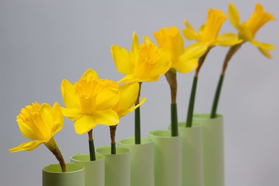 daffodil, spring, easter, series, ranking, blossom, bloom, yellow HD wallpaper