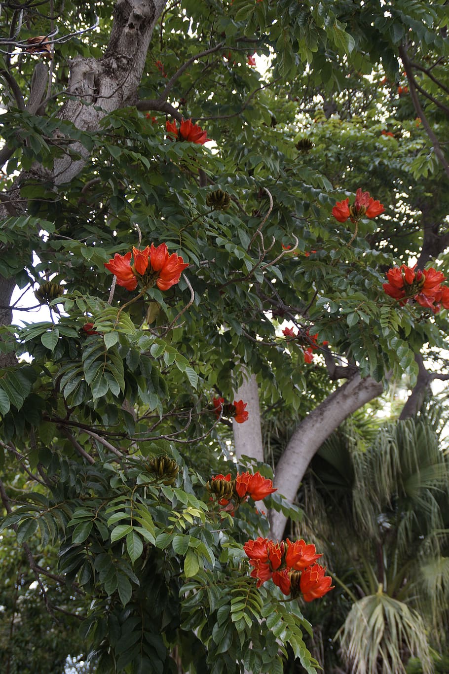 tulip tree, exotic, tropical, nature, plant, exotic flower HD wallpaper