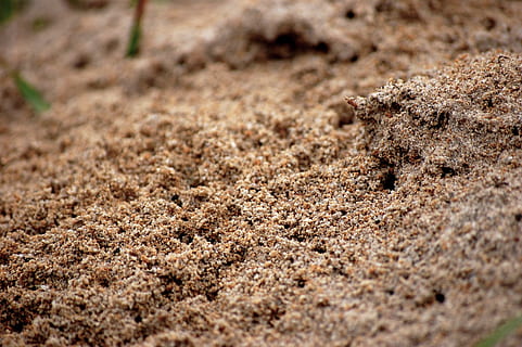 Ant, Insect, Nature, ants, ant pile, anthill, hole, sand, animal HD wallpaper